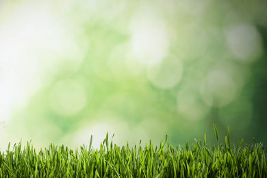 Photo of Fresh green grass on blurred background, space for text. Spring season