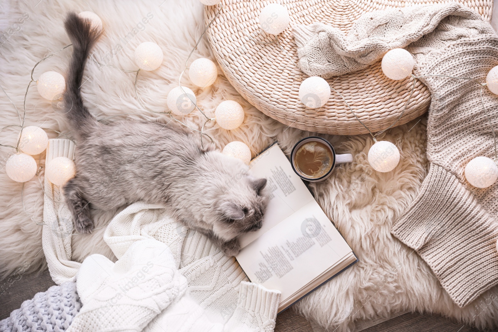 Photo of Birman cat, cup of drink and book on rug at home, top view. Cute pet