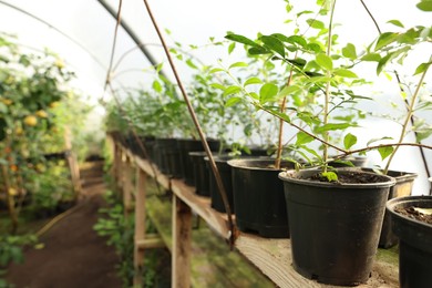 Photo of Many different beautiful potted plants in greenhouse, space for text