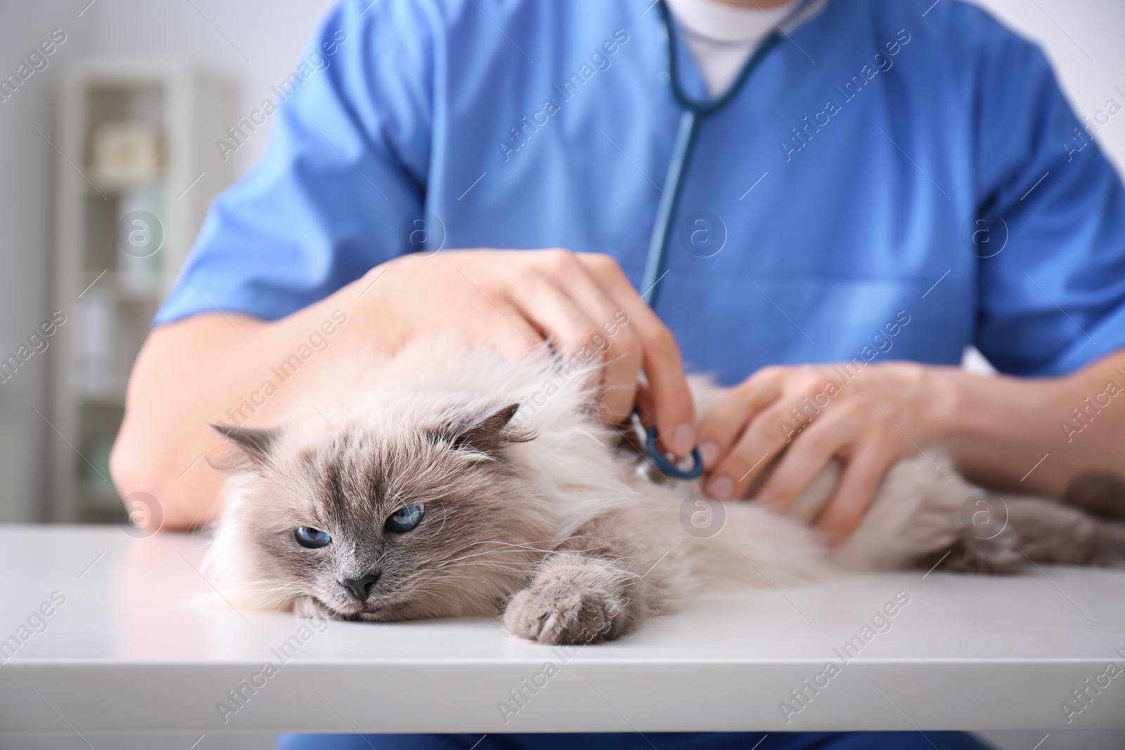 Photo of Young veterinarian examining cat on table in clinic