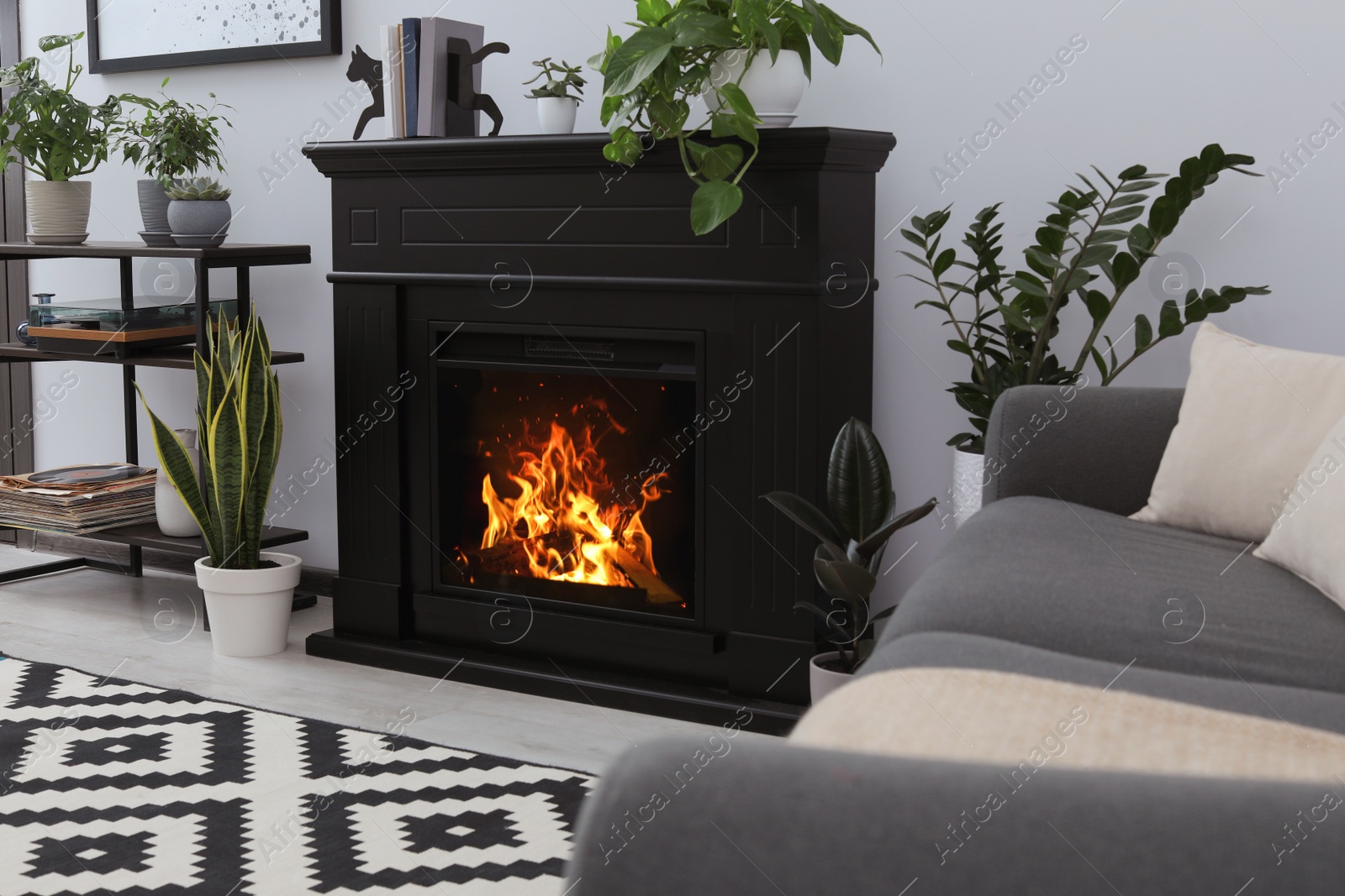 Photo of Stylish black fireplace and green plants in living room. Interior design