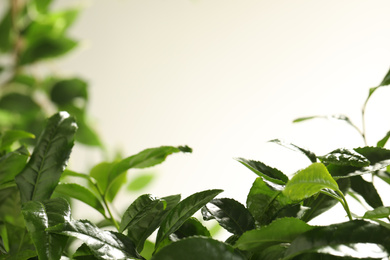 Photo of Closeup view of green tea plant against light background. Space for text