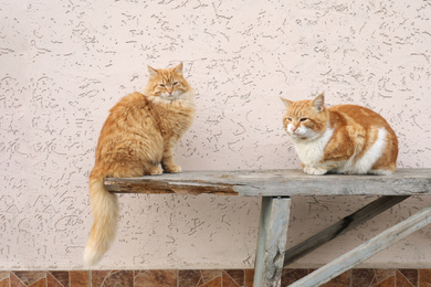 Photo of Beautiful ginger cats on bench near building