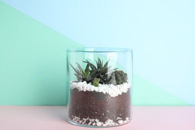 Glass florarium with different succulents on color background