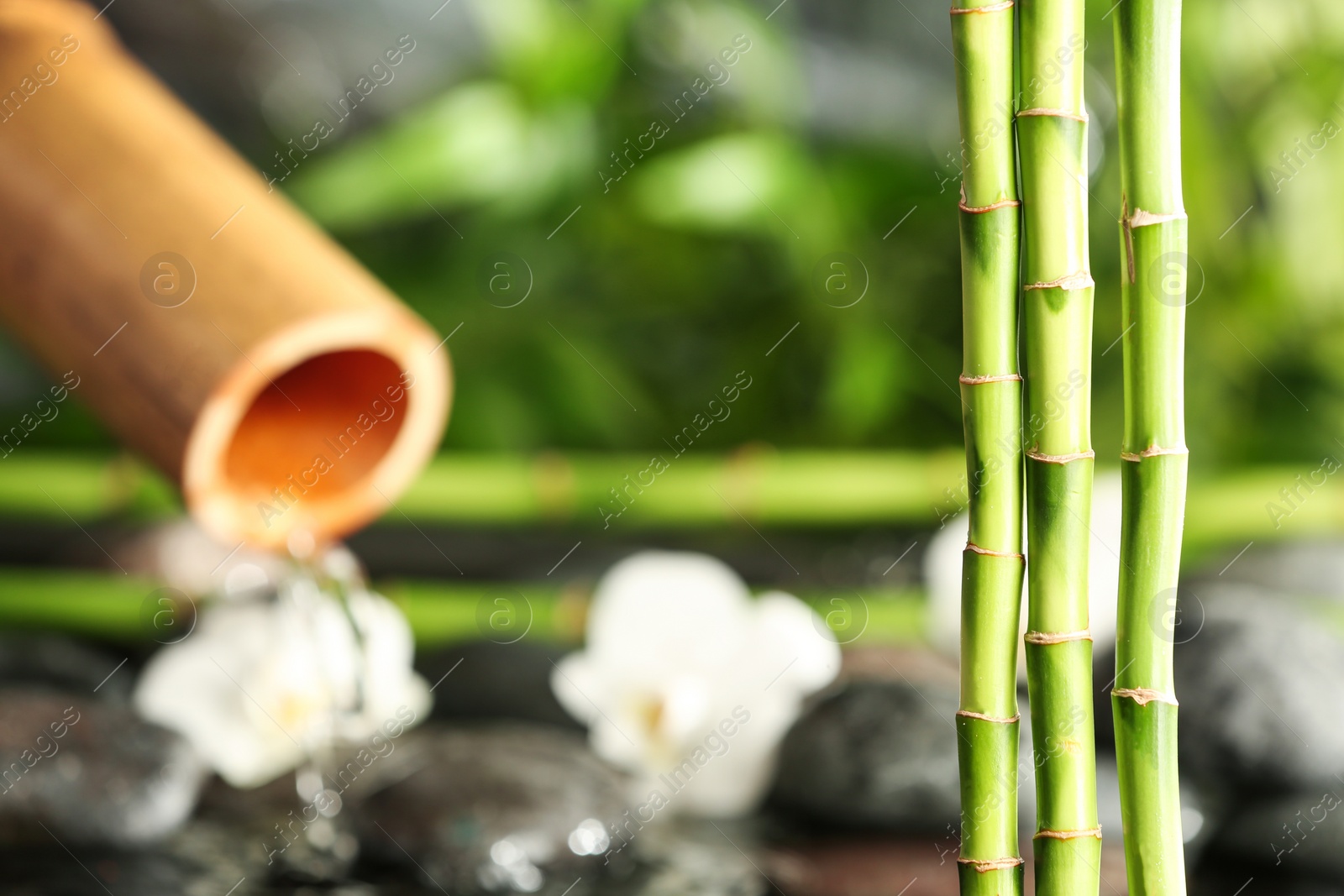 Photo of Bamboo branches against blurred fountain and spa stones. Space for text