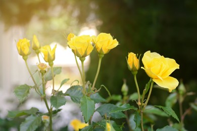 Photo of Beautiful yellow rose flowers blooming outdoors on sunny day