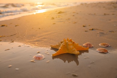 Photo of Beautiful sea star and shells on sunlit sand at sunset, space for text