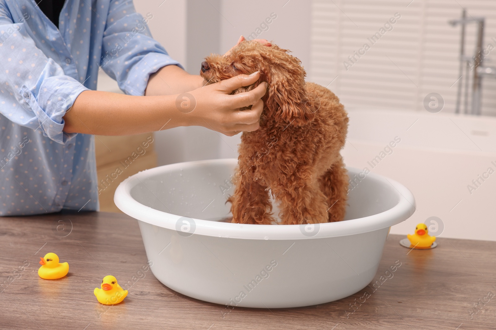 Photo of Woman washing cute Maltipoo dog in basin indoors. Lovely pet