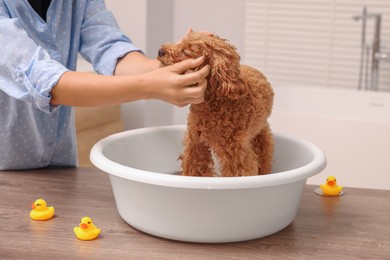 Photo of Woman washing cute Maltipoo dog in basin indoors. Lovely pet