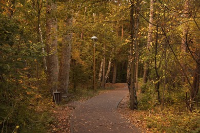 Photo of Many beautiful trees and pathway in autumn park