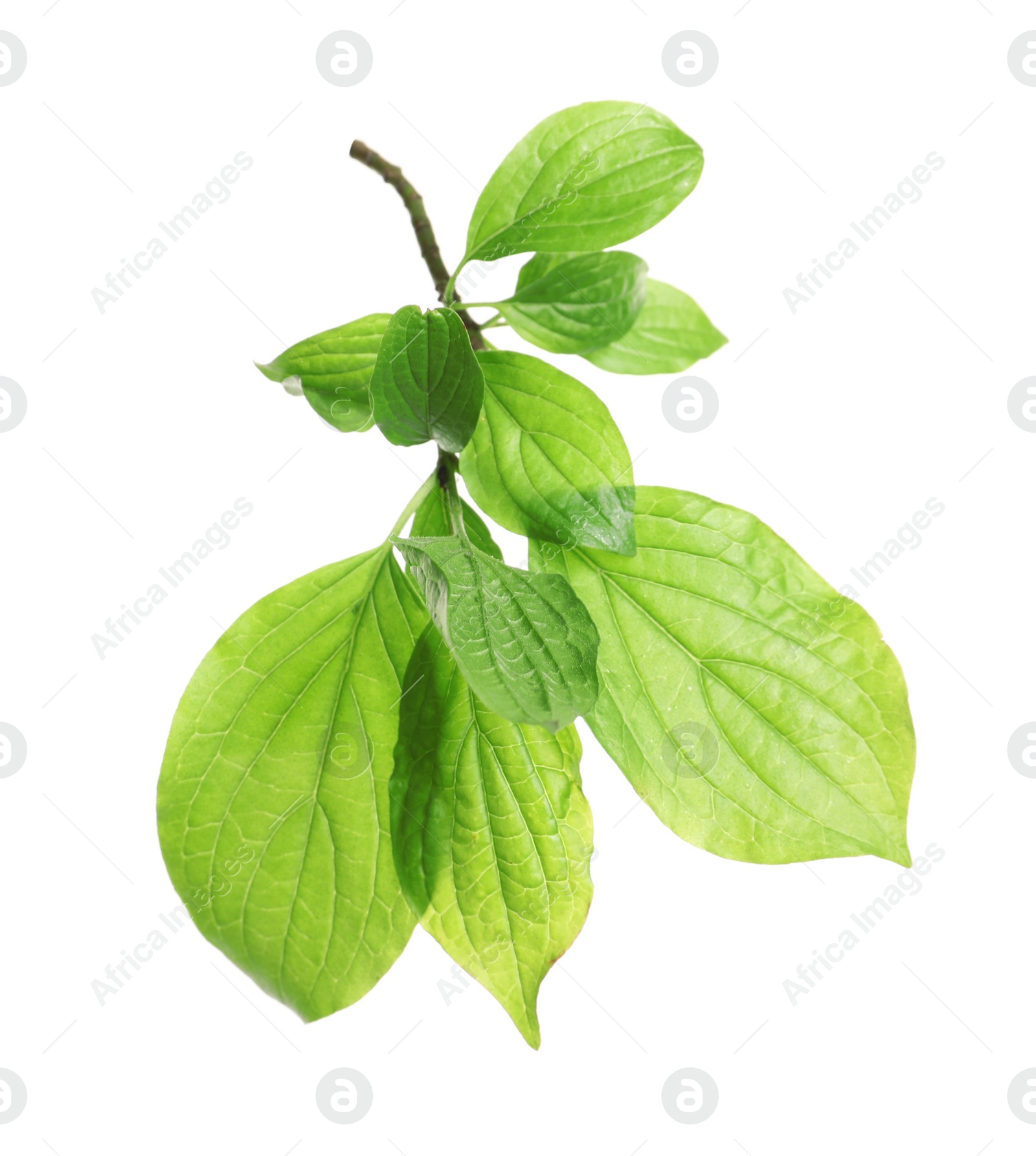 Photo of Branch with green leaves on white background