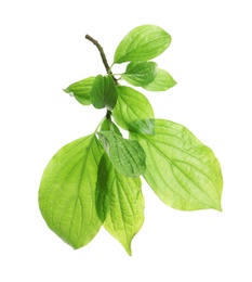 Photo of Branch with green leaves on white background