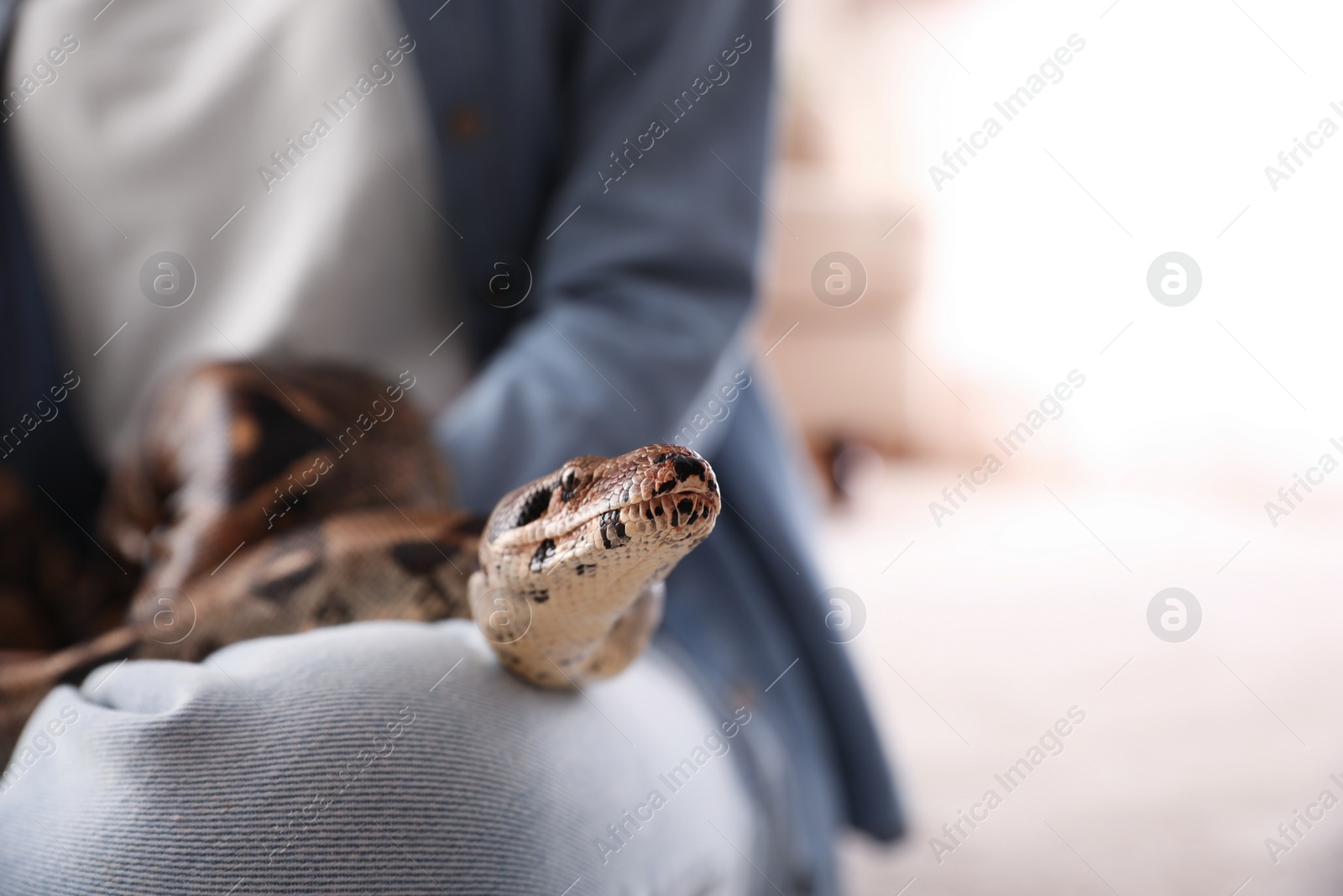 Photo of Woman with her boa constrictor at home, closeup. Exotic pet