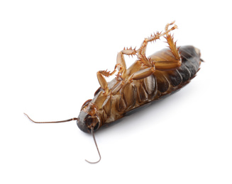 Photo of Dead brown cockroach isolated on white, closeup. Pest control