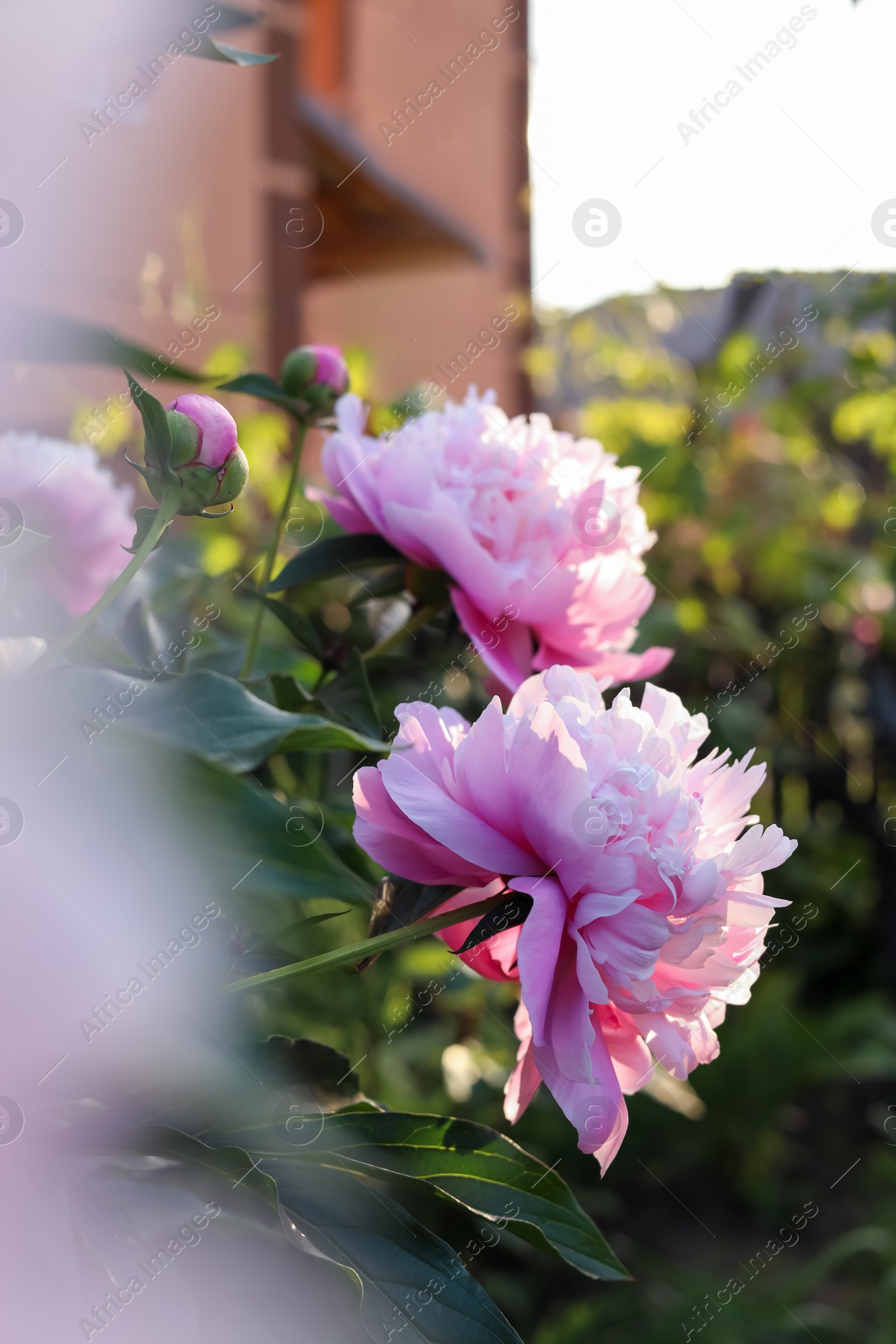 Photo of Blooming peony plant with beautiful pink flowers outdoors, closeup