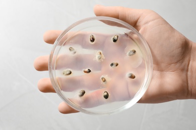 Scientist holding Petri dish with wheat grains on light background, top view. Germination and energy analysis