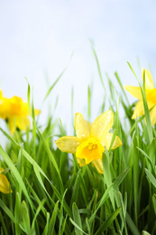 Photo of Bright spring grass and daffodils with dew against light background