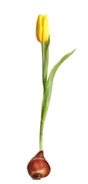 Image of Yellow tulip flower with bulb on white background