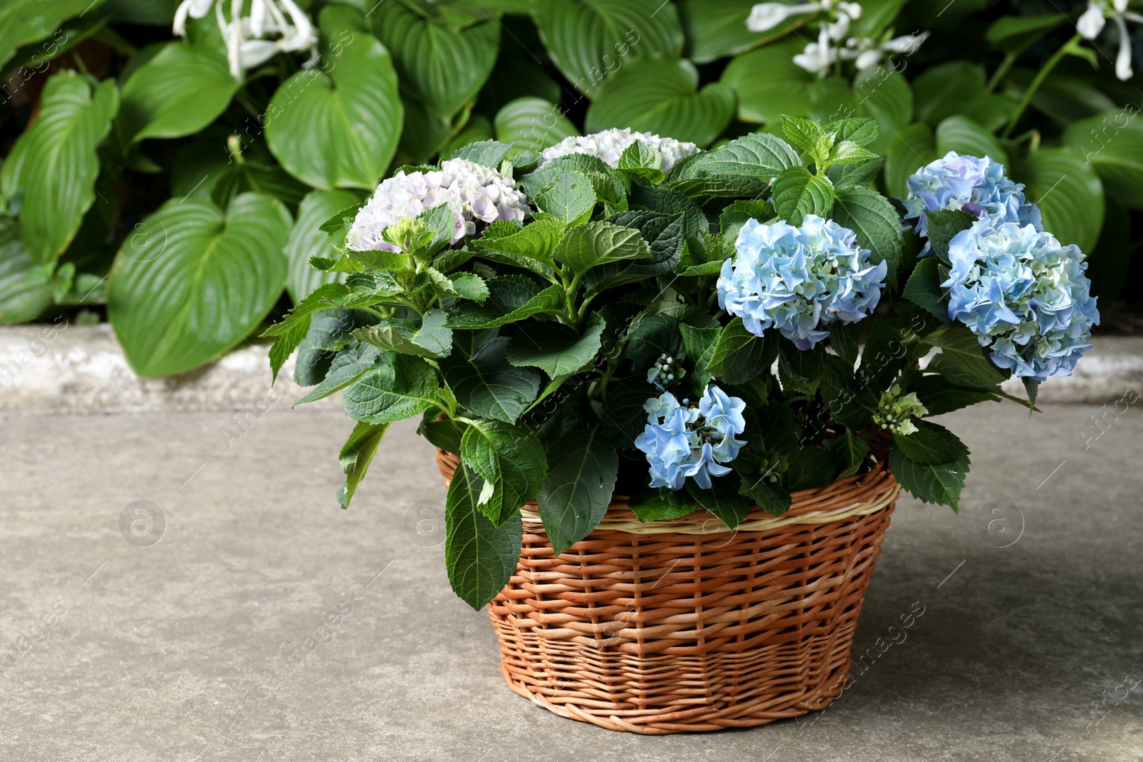 Photo of Beautiful blooming hortensia plants in wicker basket outdoors