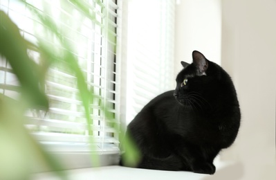 Photo of Adorable black cat near window with blinds indoors, view through green leaves