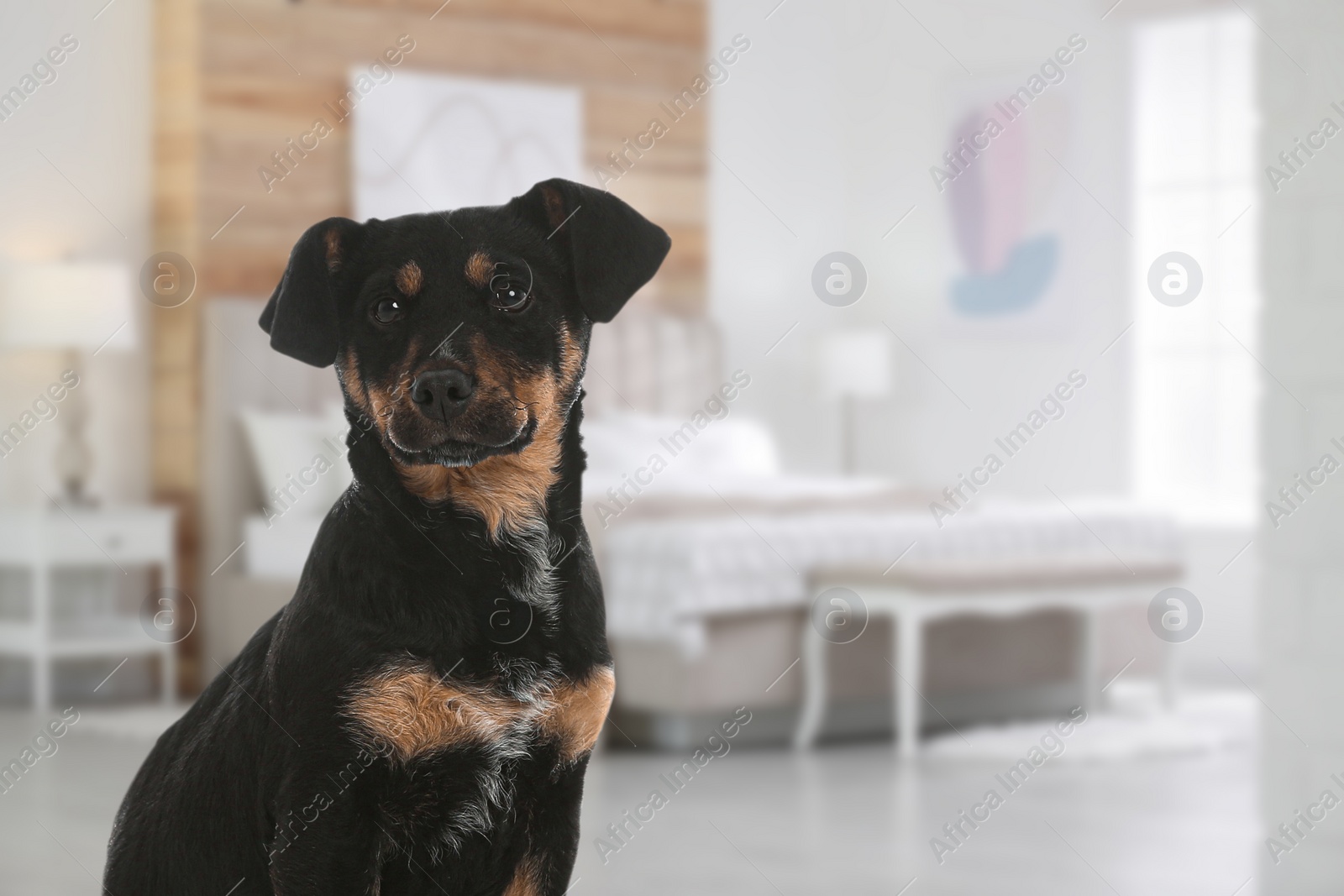 Image of Cute dog in room, space for text. Pet friendly hotel