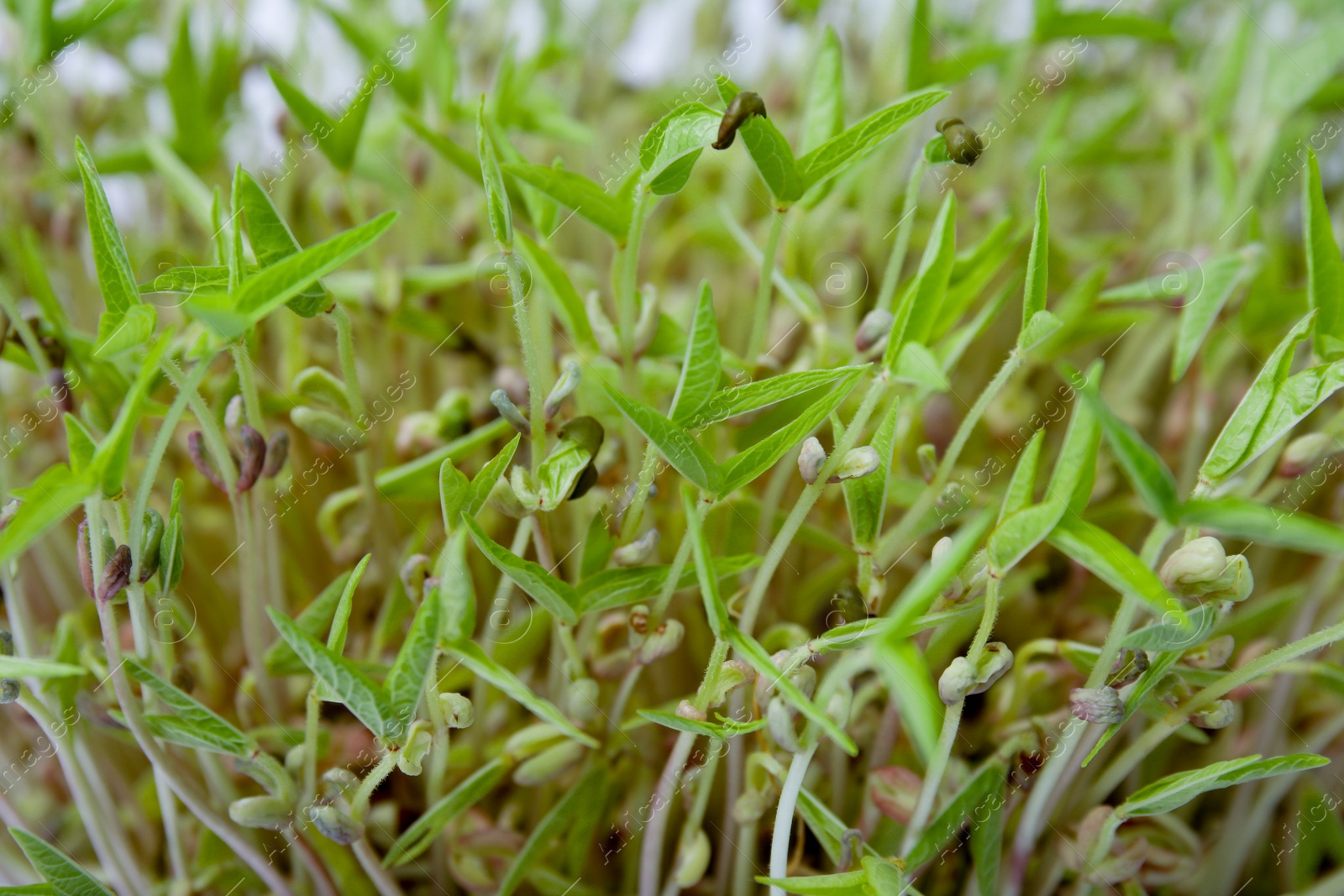 Photo of Closeup view of mung bean sprouts as background