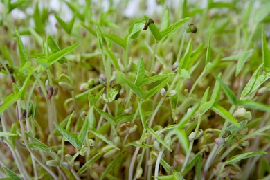 Photo of Closeup view of mung bean sprouts as background