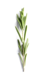 Fresh rosemary on white background