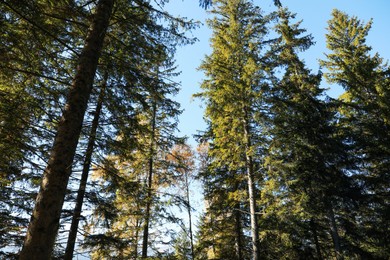 Picturesque view of beautiful coniferous forest on sunny day