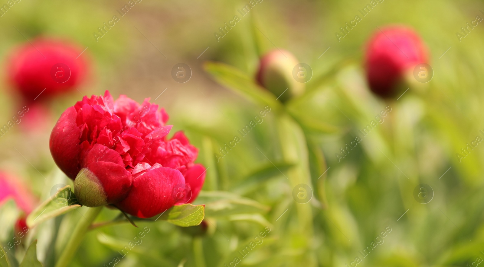 Photo of Beautiful red peony outdoors on spring day, closeup