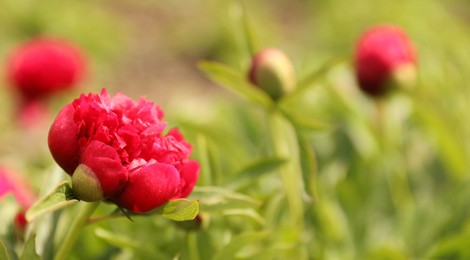 Photo of Beautiful red peony outdoors on spring day, closeup