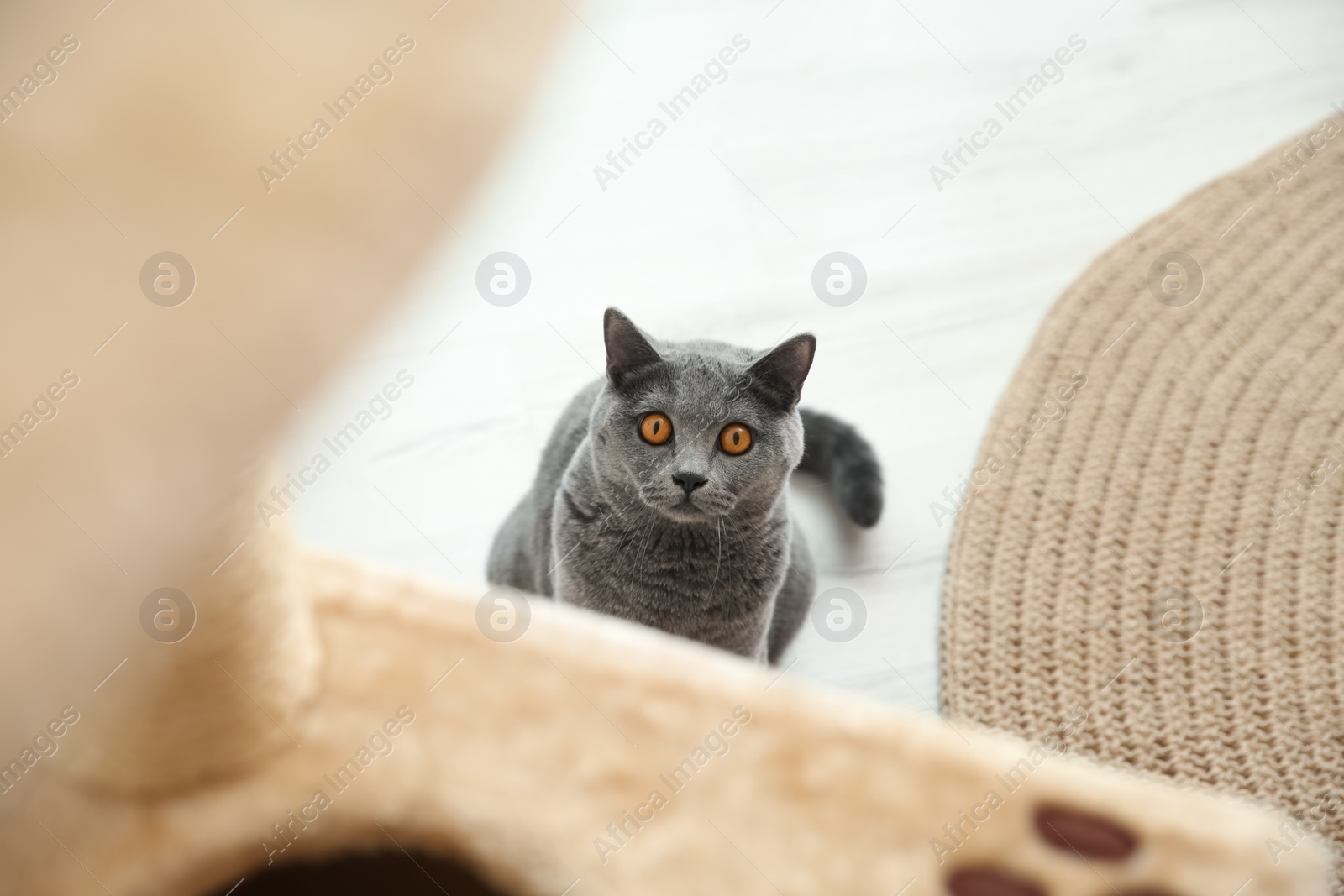 Photo of Cute cat sitting on floor at home