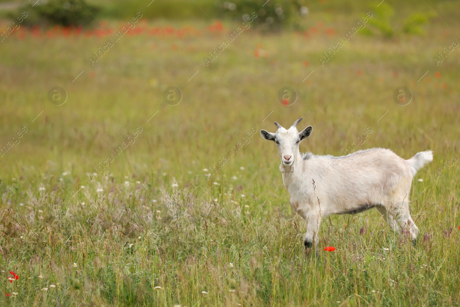 Photo of Cute goat in field, space for text. Animal husbandry