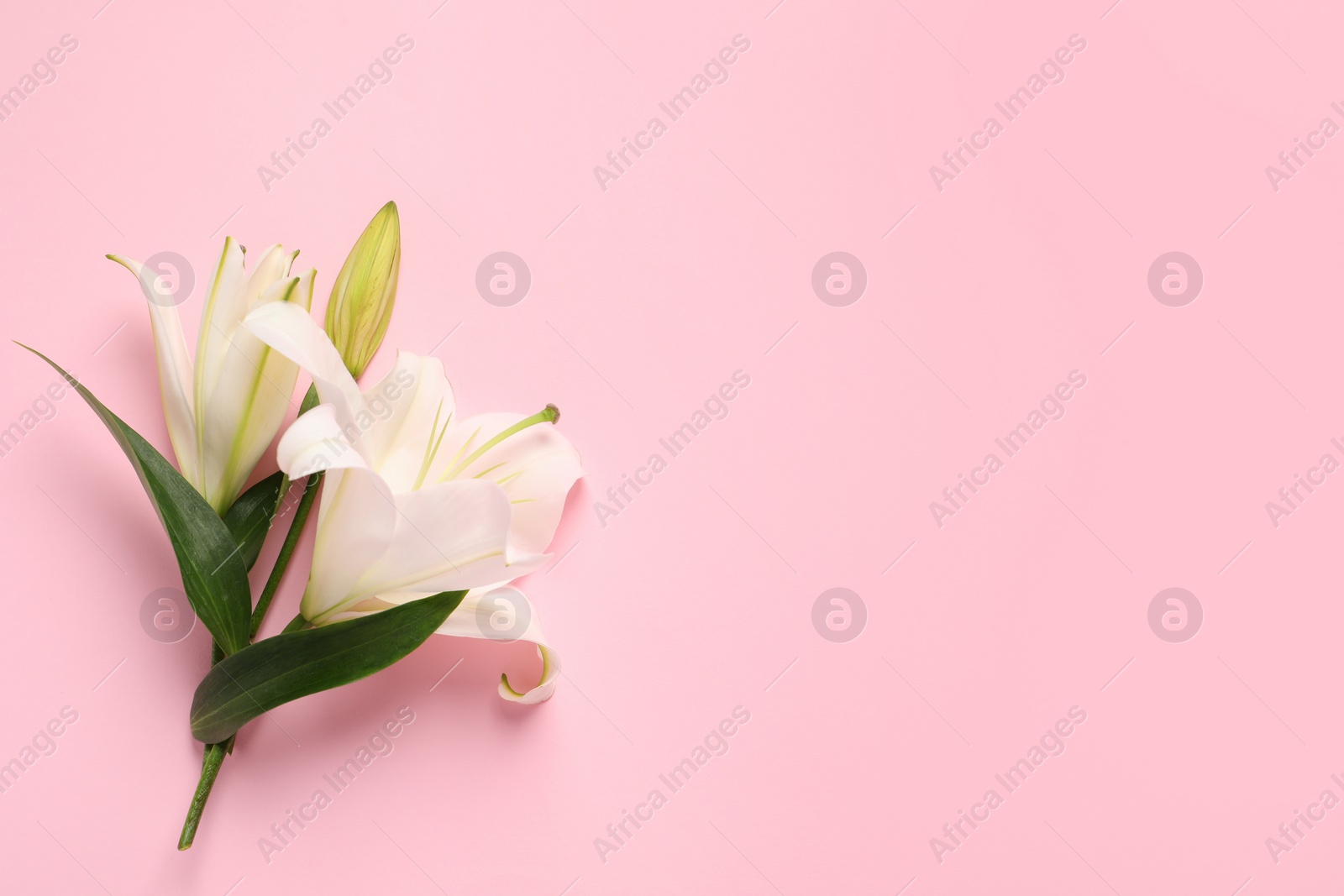 Photo of Beautiful white lily plant on pink background, top view. Space for text