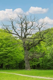 Photo of Beautiful leafless tall tree in park on sunny day