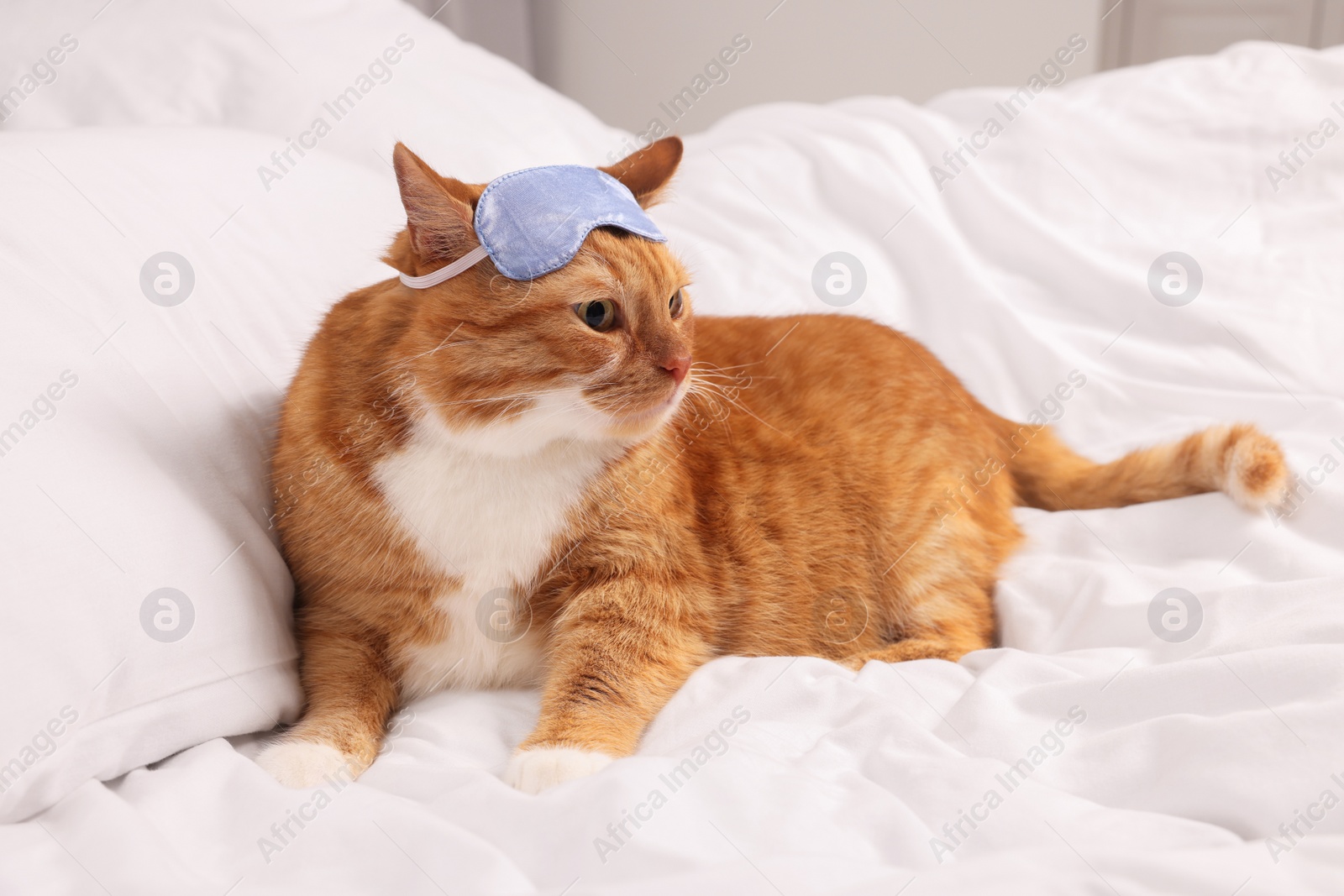 Photo of Cute ginger cat with sleep mask resting on bed