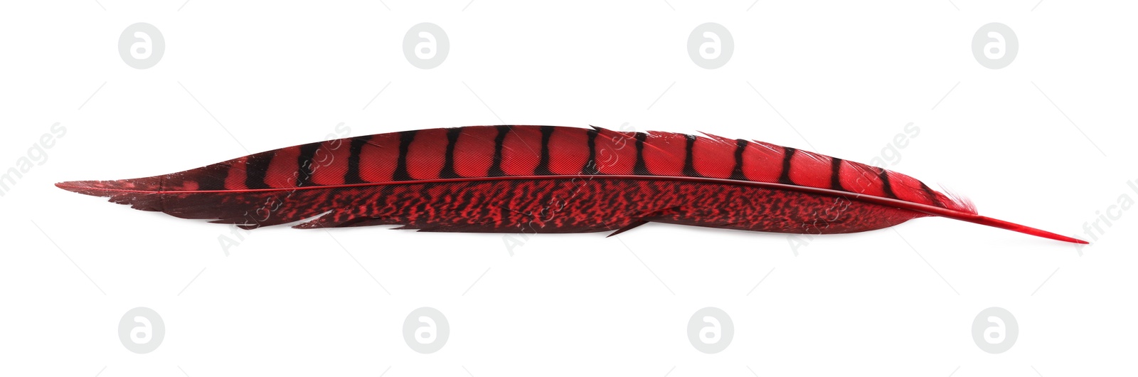 Photo of Beautiful red bird feather isolated on white, top view