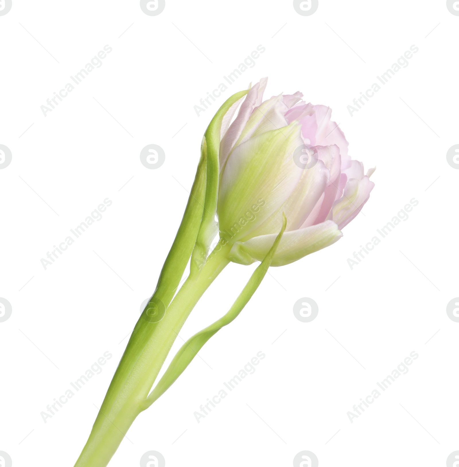 Photo of One beautiful tulip flower isolated on white