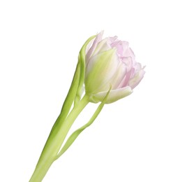Photo of One beautiful tulip flower isolated on white