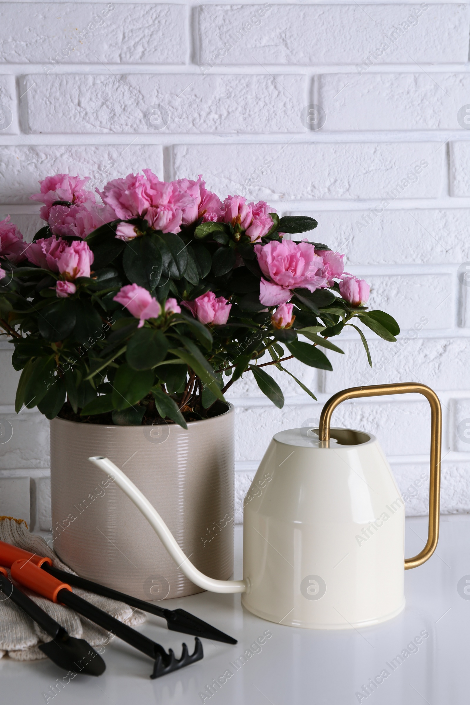 Photo of Beautiful Azalea flower in plant pot and gardening tools on table against brick wall. House decor