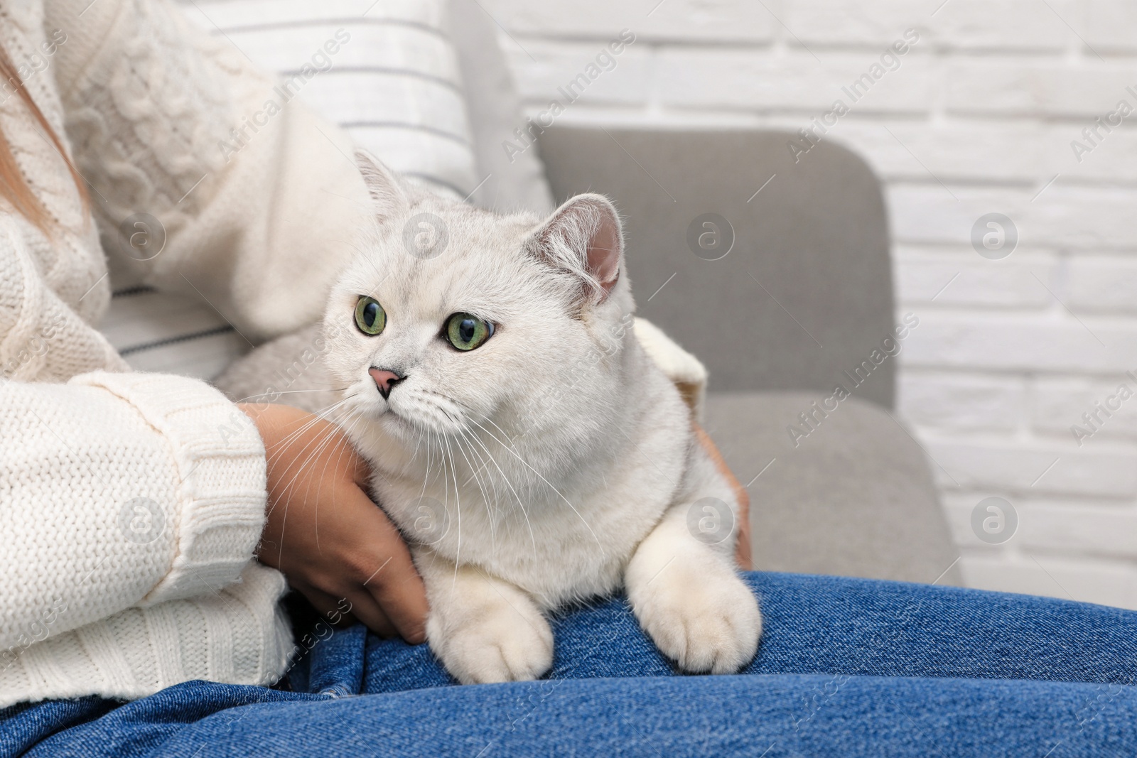 Photo of Adorable white British Shorthair cat with his owner near brick wall, closeup. Cute pet