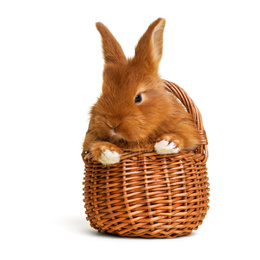 Image of Adorable fluffy Easter bunny in wicker basket on white background