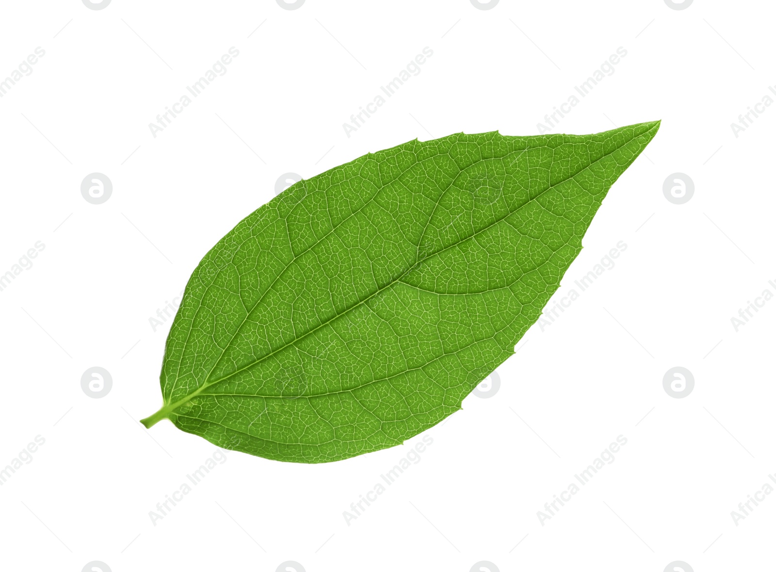 Photo of Leaf of jasmine plant isolated on white