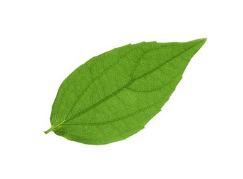 Leaf of jasmine plant isolated on white