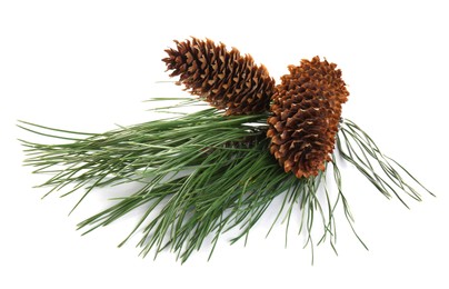 Photo of Beautiful fir tree branch with pinecones on white background