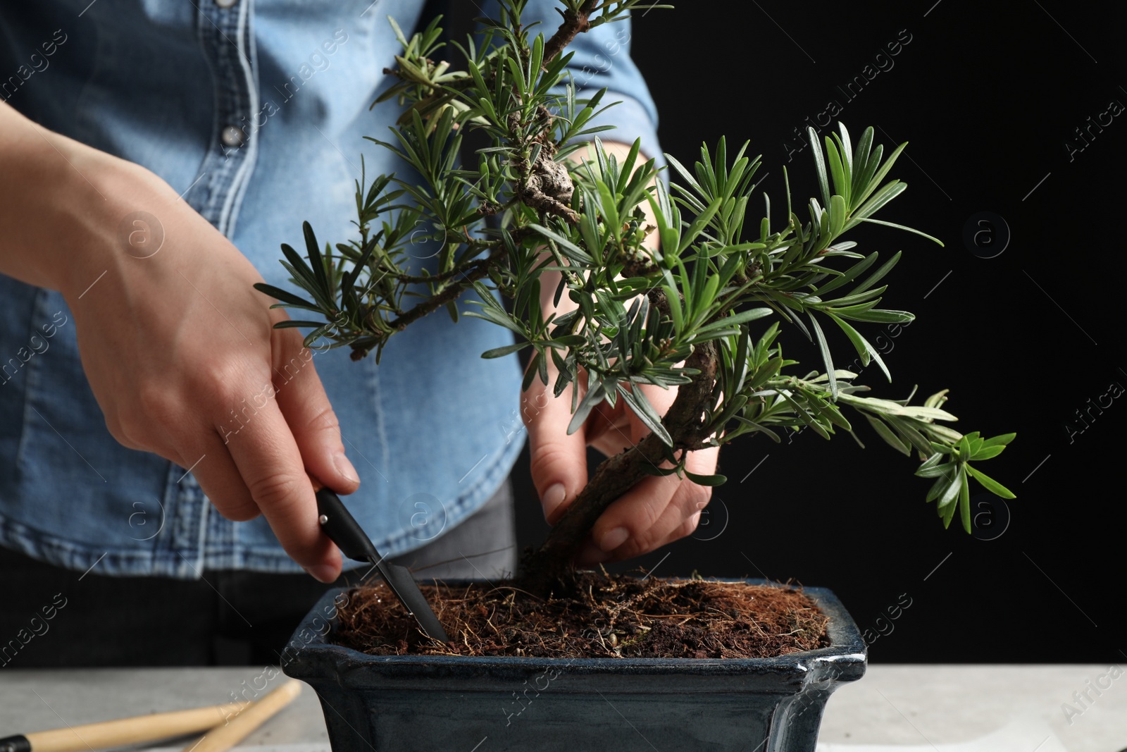 Photo of Woman taking care of Japanese bonsai plant, closeup. Creating zen atmosphere at home