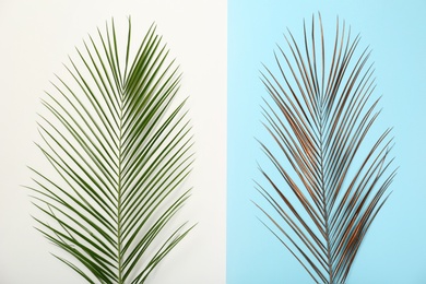 Photo of Tropical Date palm leaves on color background, top view