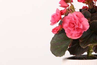 Photo of Beautiful begonia flower in pot on white background, space for text