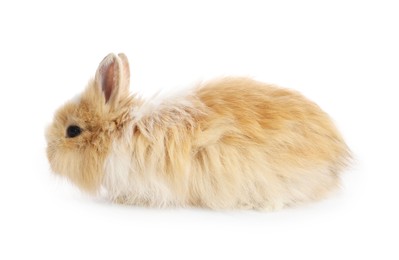 Cute fluffy pet rabbit isolated on white