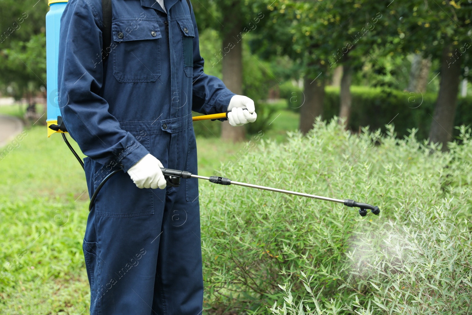 Photo of Worker spraying pesticide onto green bush outdoors, closeup. Pest control